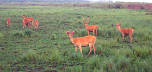 Kaziranga