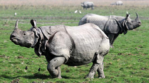 Kaziranga