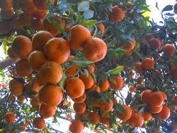 Latpanchar-orange