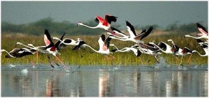 keoladeo-bird-sanctuary-in-rajasthan