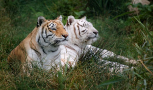 satkosia-tigers