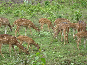 Bibhutibhushan Wild Life Sanctuary-deer