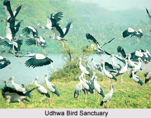 Sahebganj-Udhwa-Bird-Sanctuary