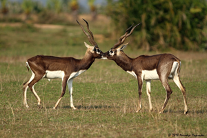 Blackbuck 