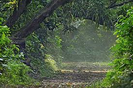 Chintamani Kar Bird Sanctuary