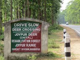 Joypur Forest