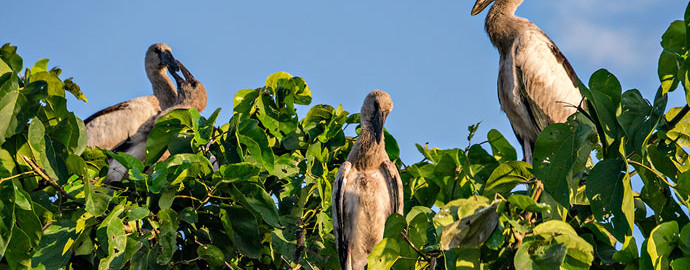 Kulik Bird Sanctuary