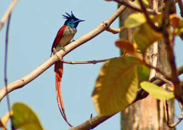 Chintamani Kar Bird Sanctuary