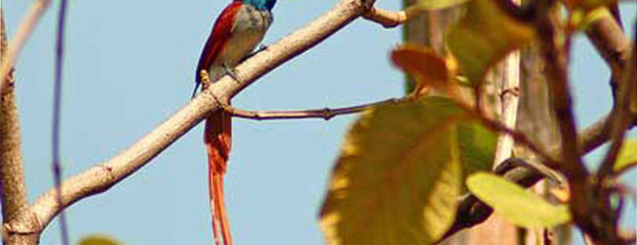 Chintamani Kar Bird Sanctuary