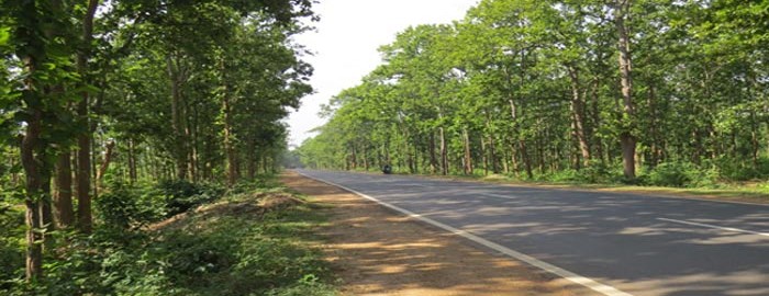 Joypur Forest