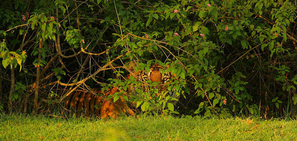 Bandipur National Park, Karnataka – One of the most beautiful national parks  of India on the lap of the Western Ghats – 